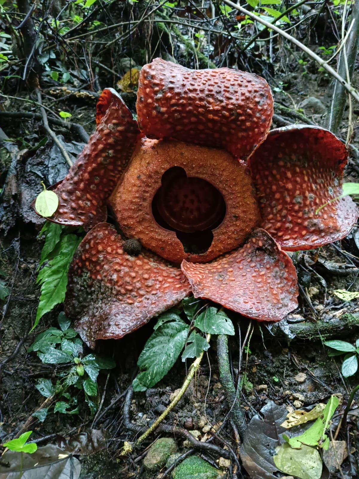 Warga Jorong Subaladuang, Nagari Sungai Kamuyang, Kecamatan Luak, Kabupaten Limapuluh Kota, dihebohkan dengan penemuan bunga langka jenis Rafflesia arnoldii di tepi sungai setempat.