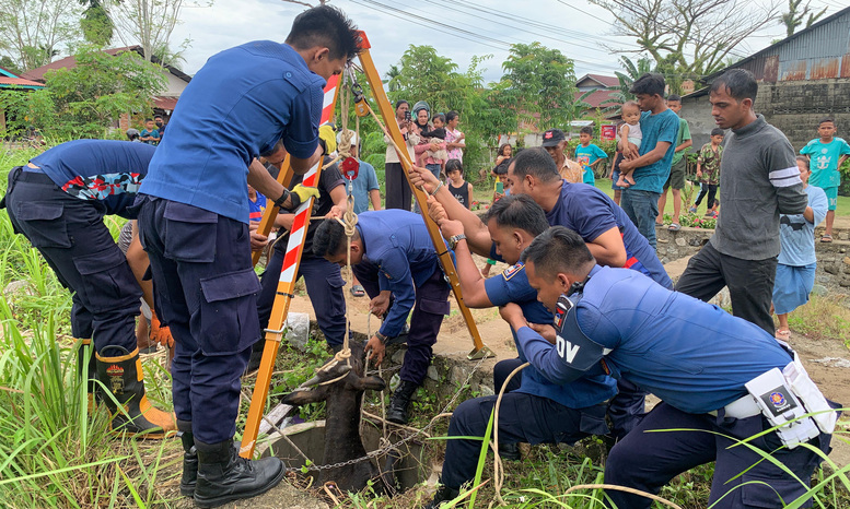 Sapi terperosok ke sumur di Padangsarai, Damkar Kota Padang evakuasi dalam 1 jam dengan 8 personel rescue, Minggu (15/2/2026).