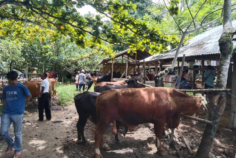 Pasar Ternak Manggis di Lubuk Basung, Agam, ramai jelang Lebaran 2026. Pedagang dan pembeli meningkat, sementara ternak diperiksa kesehatannya sebelum diperdagangkan.