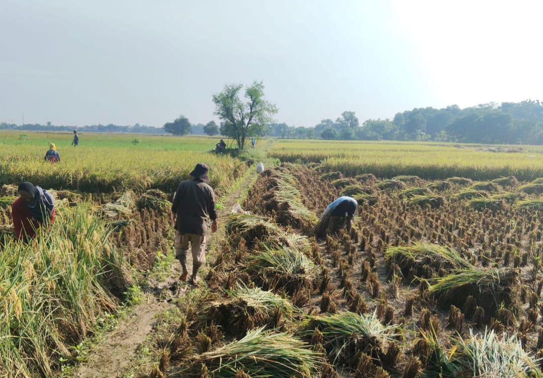 Petani memanen padi pada panen raya di Kabupaten Majalengka yang mencatatkan produktivitas hingga 11,5 ton per hektare.(Foto: IST)