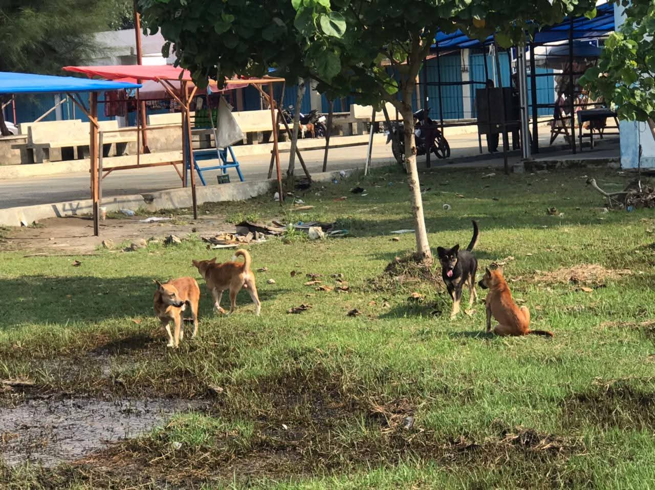 Banyak anjing liar berkeliaran di lokasi wisata Pantai Air Manis, Padang. Seorang anak perempuan digigit dan dilarikan ke puskesmas, Kamis (19/3/2026).