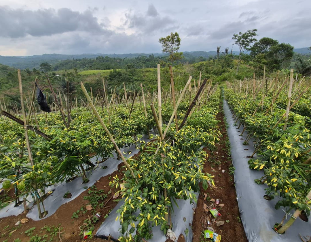 Lahan panen cabai di salah satu sentra produksi yang memasok surplus cabai pada Maret 2026.(Foto: Humas Kementan)