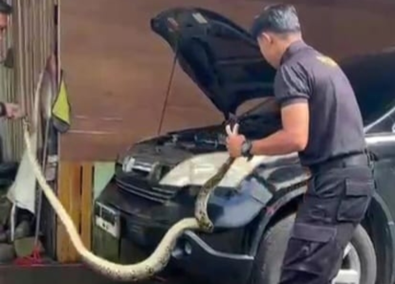 Petugas Damkar Tanahdatar evakuasi ular piton dari kap mesin mobil warga di Sungayang. 