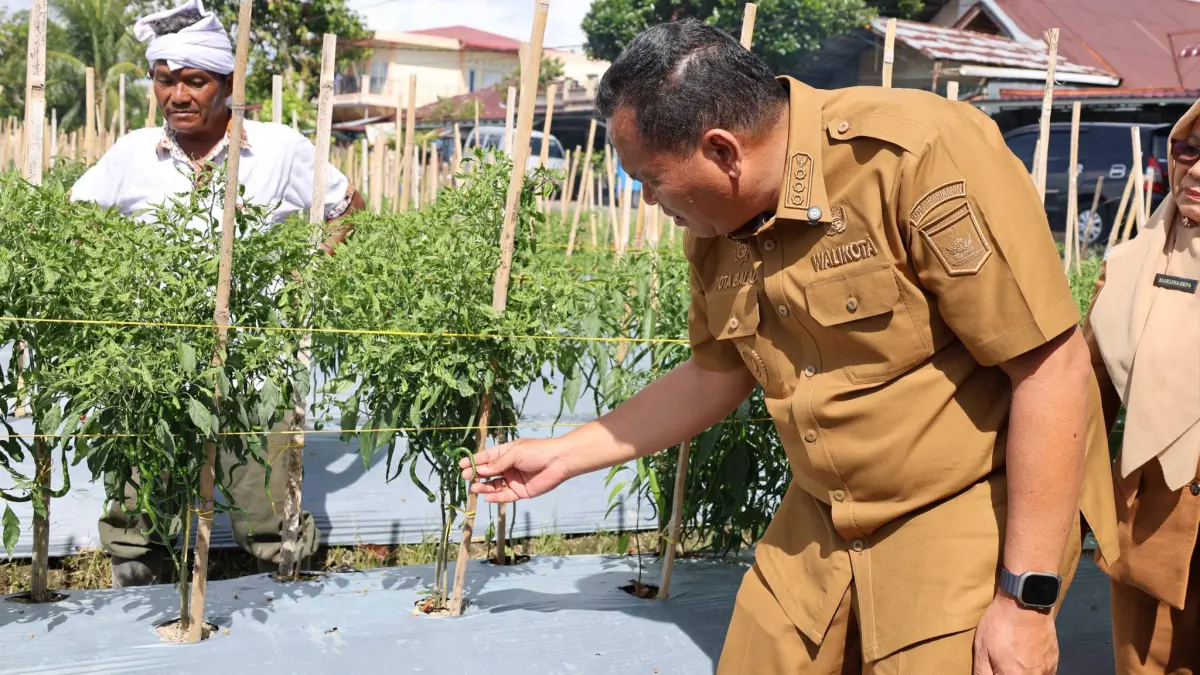 Wali Kota Pariaman, Yota Balad, meninjau lokasi kebun cabai Sawirman di Desa Rawang, Kecamatan Pariaman Tengah, Senin (30/03/2026).