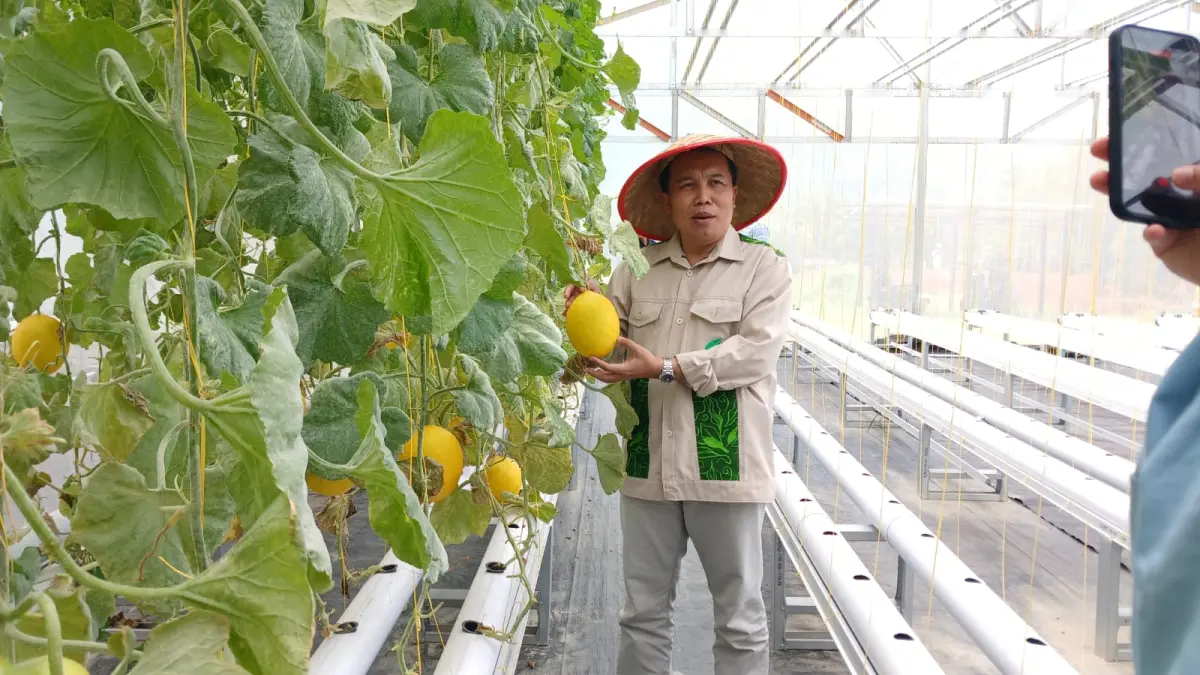 Kepala Tim Implementasi Kebijakan Ekonomi Keuangan Daerah BI Sumbar Lukman Hakim memetik melon hidroponik yang dibudidayakan Yayasan Wakaf Ar Risalah Lubukminturun Padang Kamis (9/4).