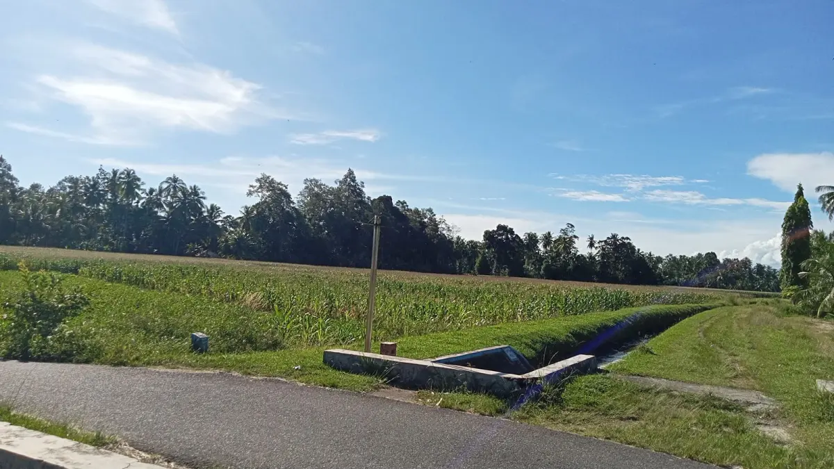  Hamparan sawah yang dialihfungsikan untuk bertanam jagung di Korong Toboh Rimbo Kaduduak, Nagari Toboh Gadang Timur, Kecamatan Sintuak Toboh Gadang, Kabupaten Padangpariaman. (Aris PG/Padek)