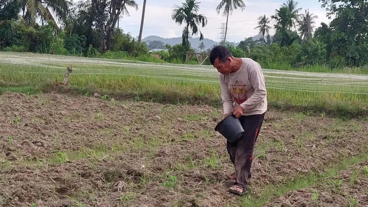 Seorang petani di kawasan Lambuangbukik, Kecamatan Pauh, Kota Padang, menggarap lahannya meski tak ada air, Rabu (8/4). (MENGKI KURNIAWAN/PADEK)
