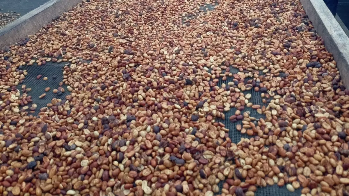 Biji kopi kualitas premium hasil petik merah yang menjadi komoditas unggulan Sumatera Barat, dengan harga green bean yang tengah mengalami kenaikan 
di pasar global, pertengahan April 2026. (BAYU/PADEK)
