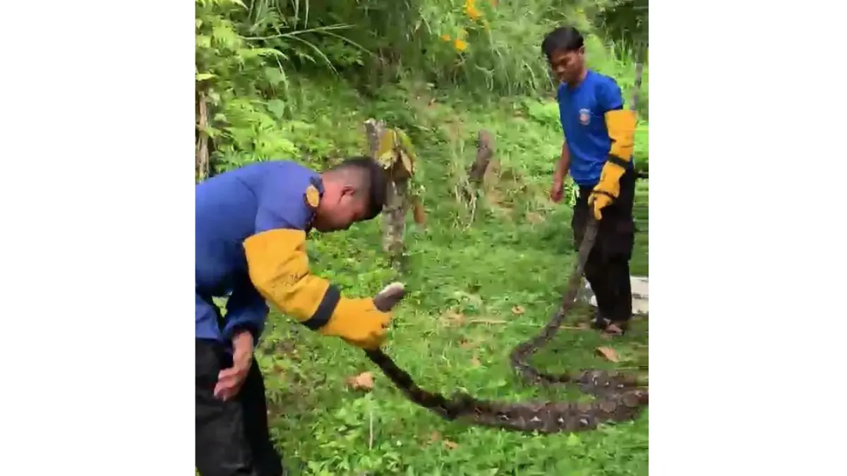 Petugas Damkar Tanahdatar mengevakuasi ular piton di Jorong Mandaliko, Nagari Labuah, Kecamatan Limakaum, Kabupaten Tanahdatar pada Minggu (12/4). (DOK DAMKAR TANAHDATAR)