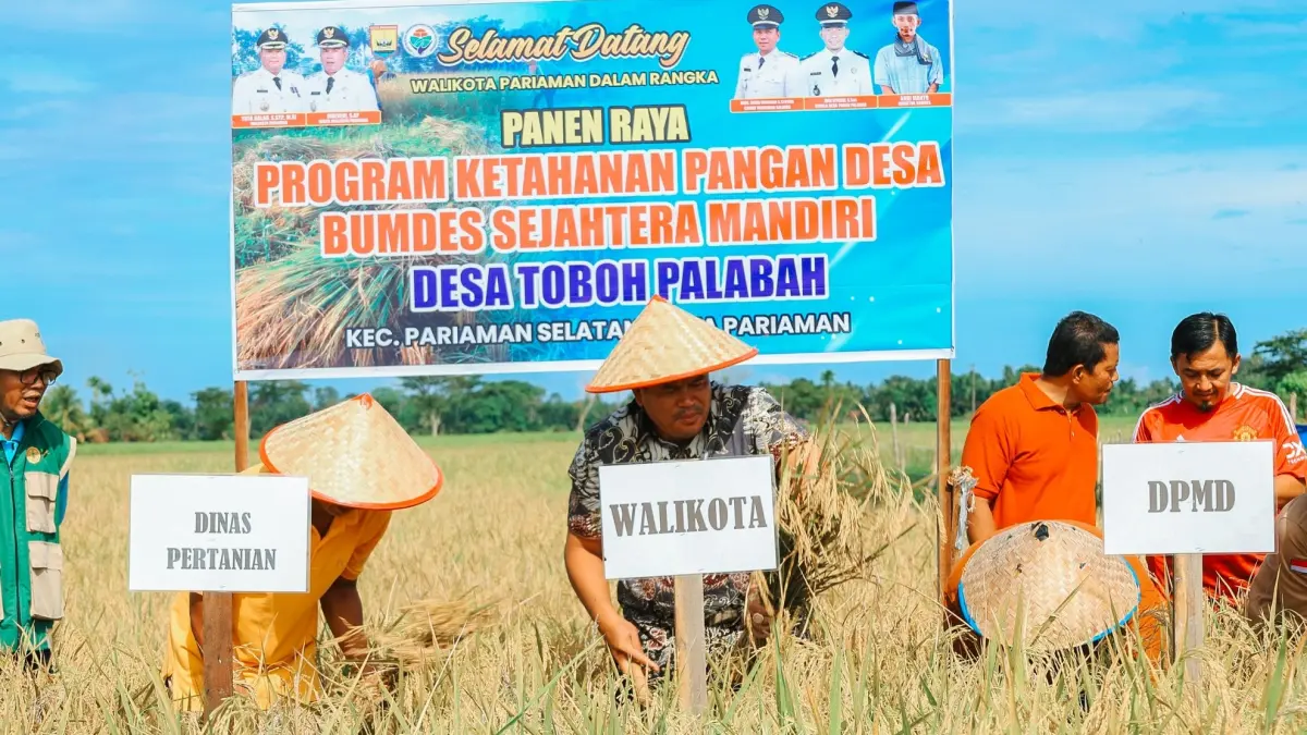 Panen raya di Pariaman capai hingga 14 ton, irigasi Anai II bantu petani pulihkan produksi setelah terkendala air, Jumat (17/4/2026).