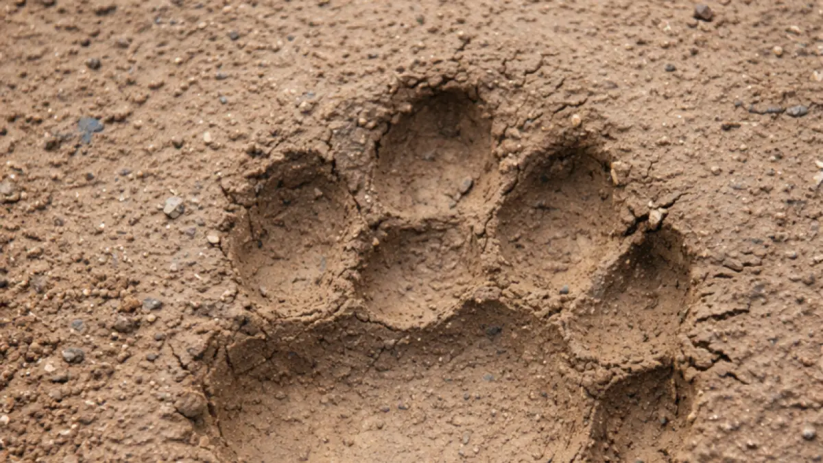 Jejak Harimau Sumatera ditemukan di kawasan permukiman Bukit Sani, Nagari Koto Sani, Kabupaten Solok, Jumat (17/4/2026), pertama kali terdeteksi di area hunian warga. (Ilustrasi AI)