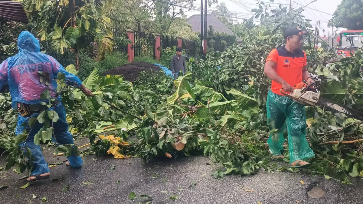 Pohon nangka setinggi 15 meter tumbang akibat hujan lebat disertai angin kencang di Jalan Raya Pertanian, Sungai Lareh, Kototangah, Padang, Sabtu pagi (18/4/2026). (BPBD Kota Padang)