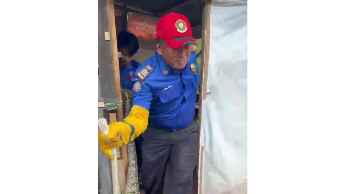 Petugas Damkar Tanahdatar mengevakuasi ular Piton yang masuk ke pemukiman warga di Nagari Padangmagek, Kecamatan Rambatan, Senin (20/4) pagi. (SAFRIZAL PUTRA/PADEK)

