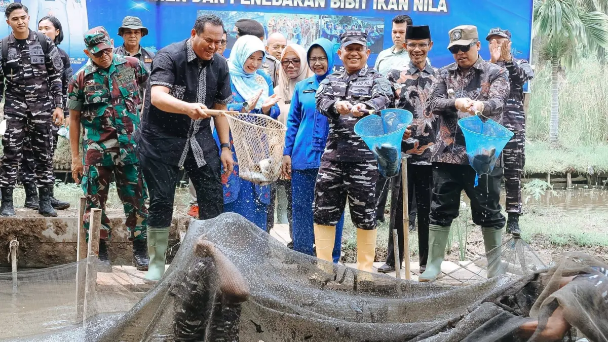 Kodaeral II Padang panen 1,5 ton ikan nila dan tebar 5.000 bibit di Pariaman, dukung ketahanan pangan nasional dan gizi masyarakat.