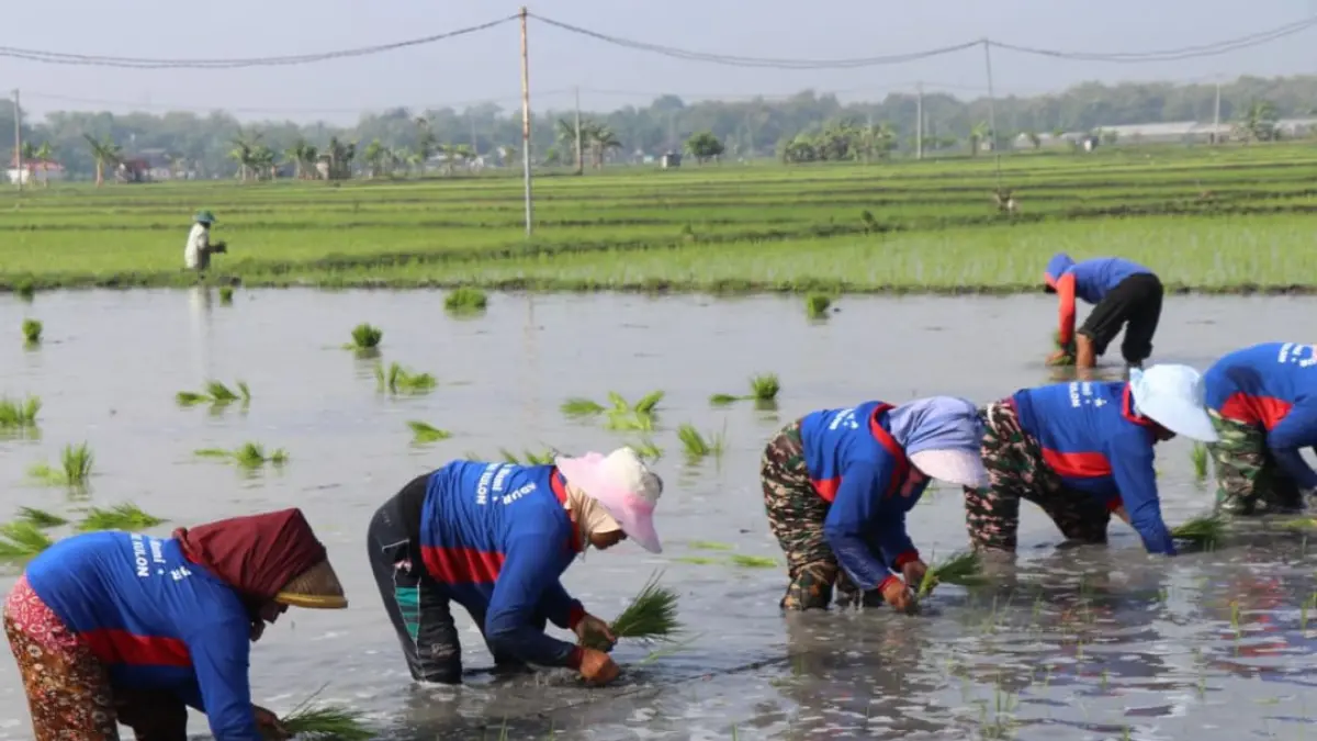 Petani memulai tanam padi lebih awal sebagai langkah antisipasi dampak kemarau berkepanjangan.(Foto: Humas Kementan)