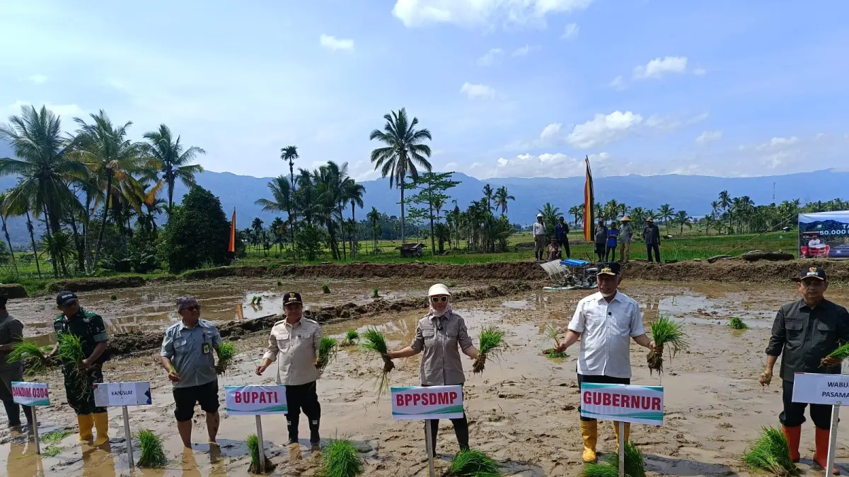 SERENTAK: Sejumlah pejabat pusat dan daerah, termasuk perwakilan BPPSDMP, Gubernur Sumatera Barat, dan Bupati Agam, melakukan tanam padi secara simbolis pada gerakan tanam serentak nasional di Nagari Koto Kaciak, Kecamatan Tanjung Raya, Agam, Kamis (30/4).