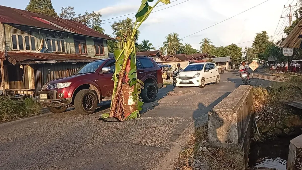 Warga menanam pohon pisang di tengah jalan rusak di kawasan Balai Selasa, Lubukbasung, Kabupaten Agam, sebagai bentuk protes terhadap kondisi jalan berlubang yang belum diperbaiki. (PUTRA/PADEK)