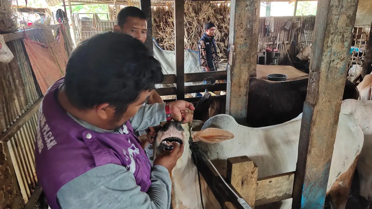 Dinas Pertanian Padang memeriksa kesehatan 69 sapi kurban dan memberi label khusus pada hewan yang dinyatakan sehat dan layak kurban, Kamis (7/5/2026).