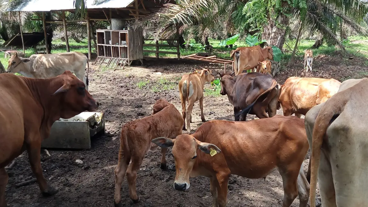Pemko Padang kembali memakai sistem barcode untuk pembagian daging kurban ASN 2026 guna mencegah antrean panjang dan kupon ganda.