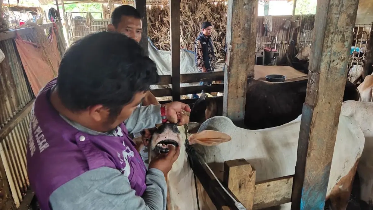 Petugas Tim Keswan Dinas Pertanian Kota Padang memeriksa kesehatan sapi kurban di penampungan Tabing Banda Gadang, Nanggalo, Kamis (7/5/2026).(Foto: Diskominfo)