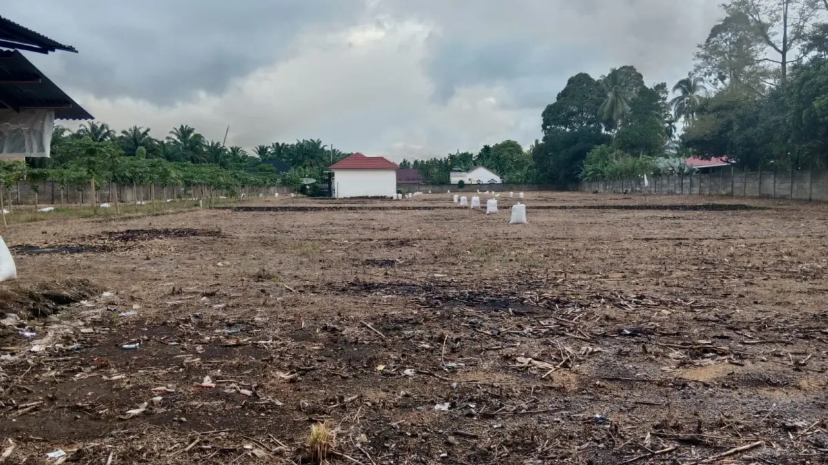 Lahan jagung milik petani di Lubukbasung dibiarkan kosong dan belum ditanami akibat sulitnya mendapatkan pupuk subsidi dalam hampir dua bulan terakhir. Kondisi tersebut membuat sebagian petani terpaksa menunda masa tanam. (PUTRA/PADEK)