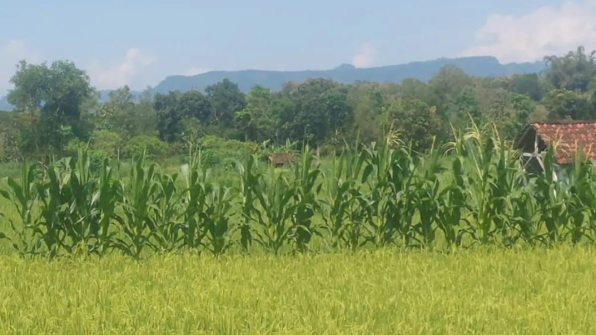 Hamparan padi MT2 di Kecamatan Semin, Gunungkidul, yang mulai menguning dan dipastikan aman hingga masa panen meski menghadapi potensi kemarau panjang.(Foto: Humas Kementan)