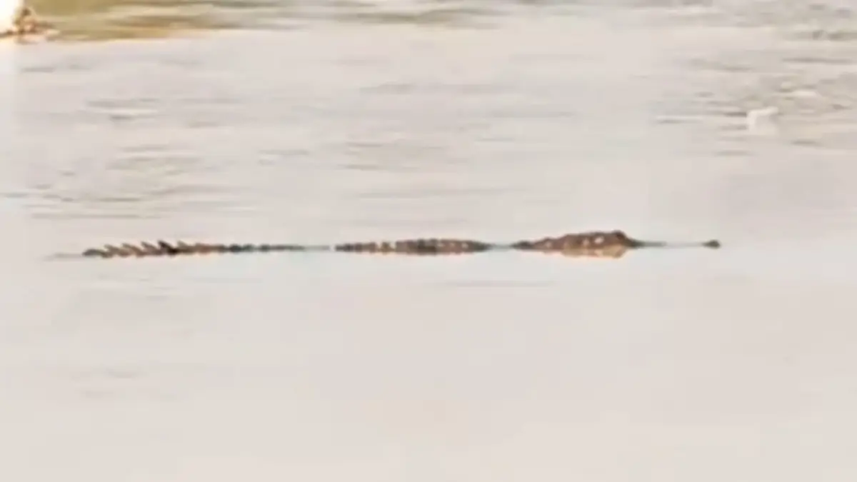 Buaya muncul di Sungai Batang Siat, Dharmasraya, saat warga beraktivitas, Sabtu (9/5/2026). Masyarakat diminta waspada di sekitar aliran sungai.