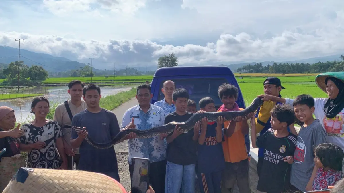 Dua ular piton sepanjang 2,5 meter dan 3 meter dievakuasi Damkar Tanahdatar di Rambatan dan Batipuh setelah meresahkan warga.