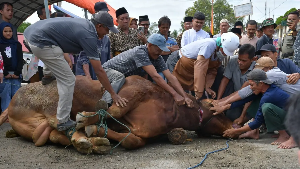 Prosesi penyembelihan hewan qurban sapi limousin berbobot 930 kilogram dari Presiden Prabowo Subianto, di Masjid Jami’ Pasar Palembayan, Nagari Ampekkoto Palembayan, pada Idul Adha 1446 H lalu. (DOK PADEK)