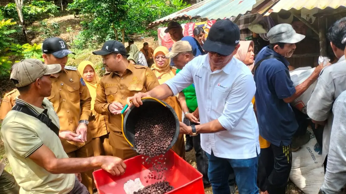 Wali Kota Sawahlunto Riyanda Putra bersama Wakil Wali Kota Jeffry Hibatullah dan jajaran PT Bukit Asam meninjau panen kopi robusta di Desa Balai Batu Sandaran, Kecamatan Barangin, Senin (11/5). (DOK PROKOPIM)