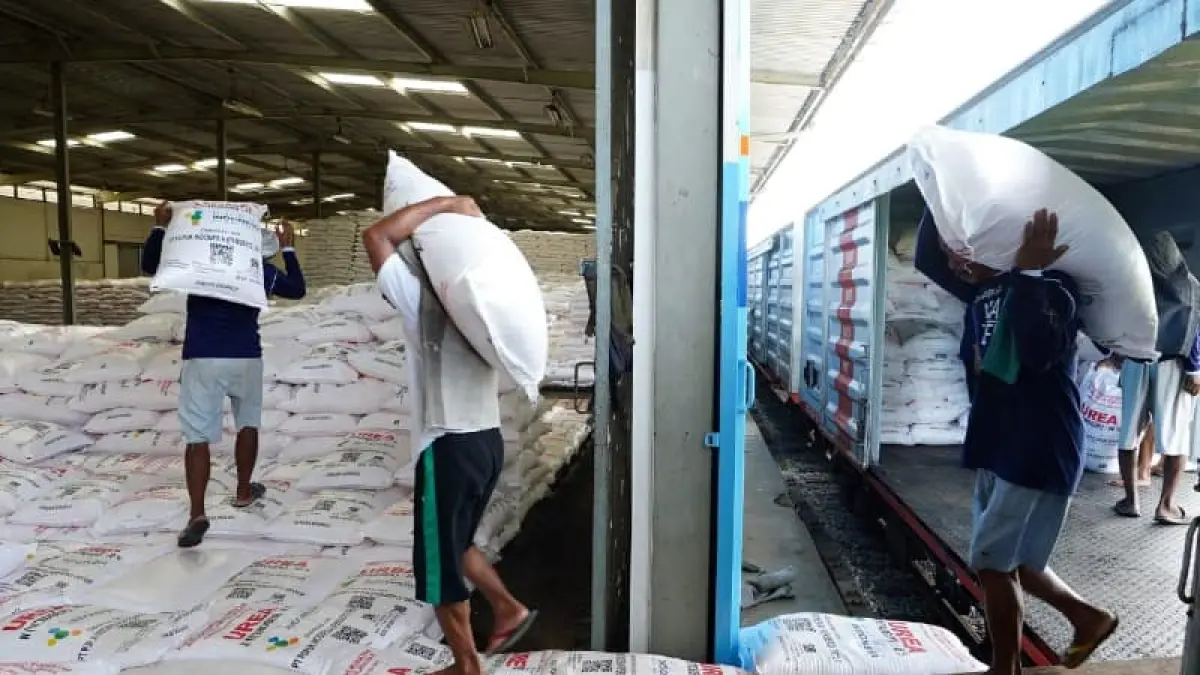 Proses distribusi pupuk subsidi diperkuat untuk memastikan pasokan tetap tersedia di tingkat kios dan daerah penebusan tinggi.(Corcom PI)