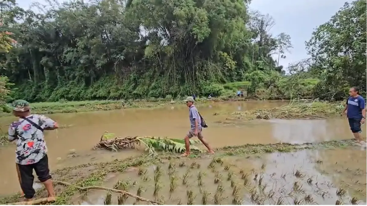 Luapan Batang Sandir di Limapuluh Kota merusak sawah siap panen, memutus pipa air bersih, dan memicu kerugian warga. Terlihat kondisi hingga Jumat (15/5/2026).