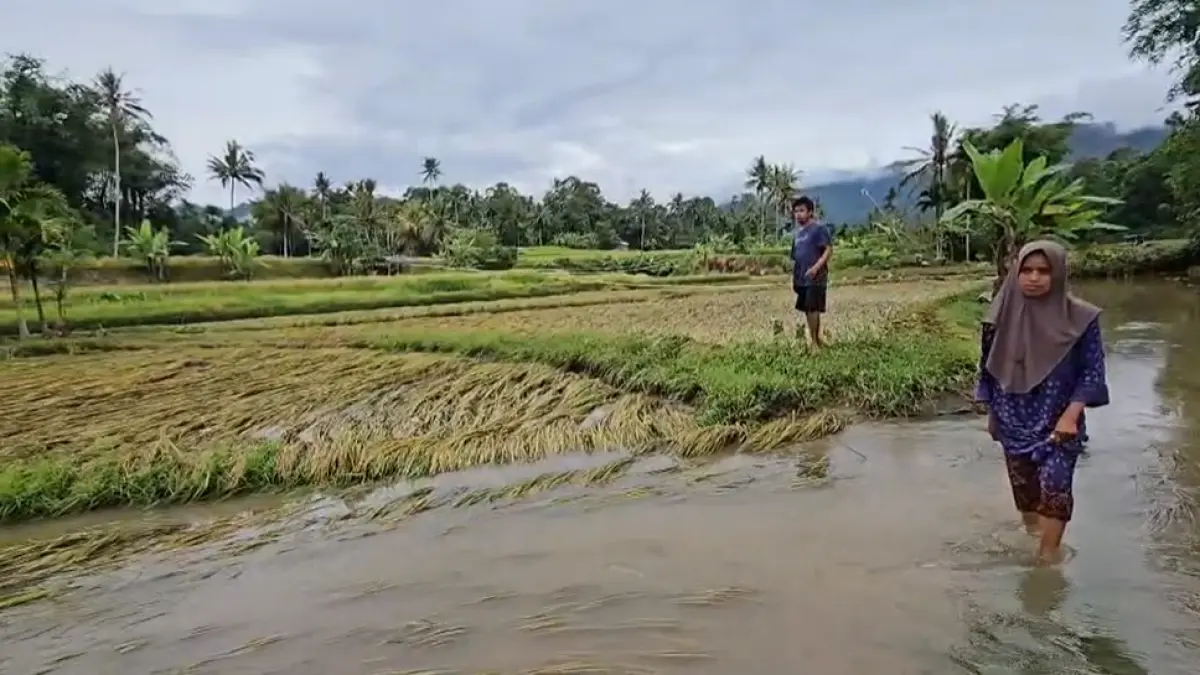 Petani di Nagari Tungkar, Efa dan Yusni Ancok, berharap bantuan dari pemerintah setelah sawah garapan mereka rusak diterjang banjir bandang dan luapan Sungai Batang Sandir pada Kamis pagi (14/5/2026). Padahal, padi di sawah mereka sudah siap dipanen.