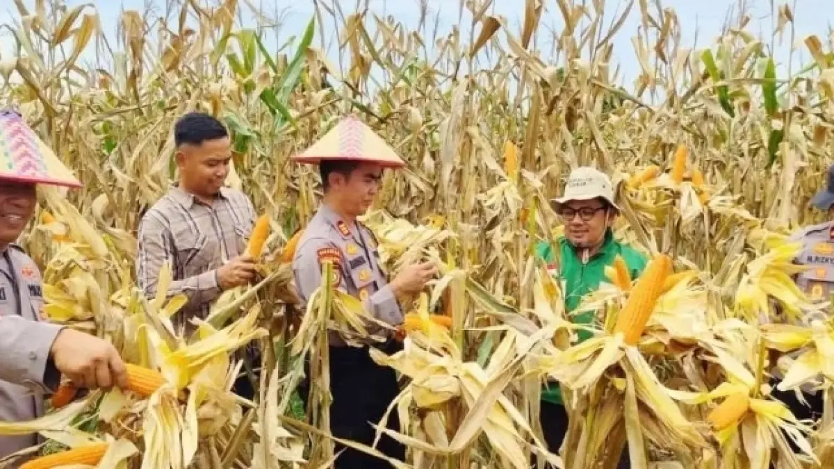 Wakapolres Dharmasraya Kompol M. Rizky Cholid bersama jajaran Polres, tokoh masyarakat, dan kelompok tani mengikuti panen raya jagung serentak Kuartal II di Kecamatan Padanglaweh, Kabupaten Dharmasraya. (DOK POLRES DHARMASRAYA)