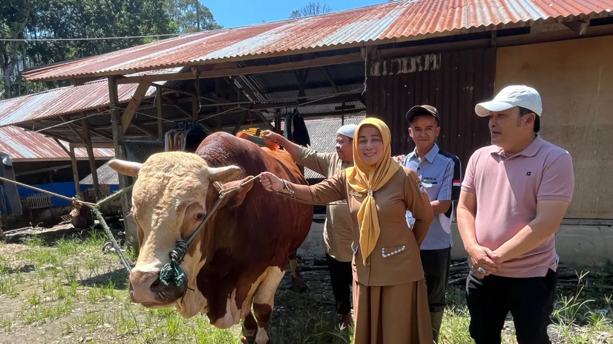 Kabupaten Limapuluh Kota kembali menerima bantuan hewan kurban dari Presiden Republik Indonesia, Prabowo Subianto, pada momentum Hari Raya Iduladha 1447 Hijriah tahun 2026. (DOKUMENTASI PRIBADI)