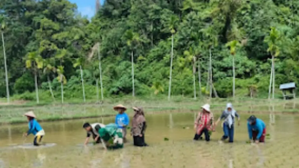 Proses rehabilitasi sawah terdampak bencana dilakukan bersama penyuluh dan kelompok tani di Sumatera Barat.(Foto: Kementan)