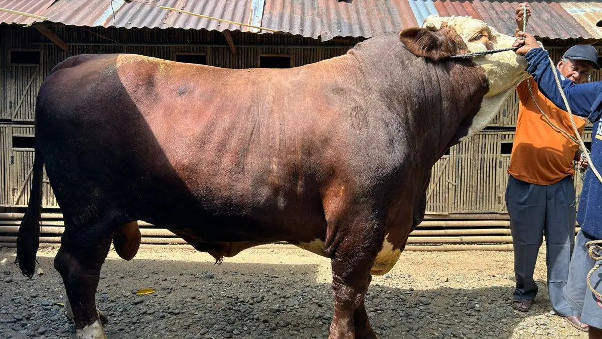 Sapi kurban Presiden Prabowo untuk Tanahdatar berbobot 1,2 ton senilai Rp127 juta dan akan disembelih di Koto Baru.