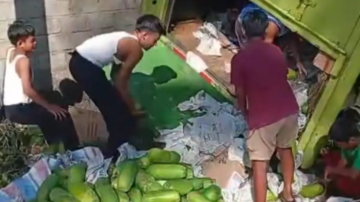 Truk bermuatan pepaya muda terguling di jalur alternatif Lintau Buo, Tanahdatar. Video kecelakaan viral, warga bantu evakuasi muatan.
