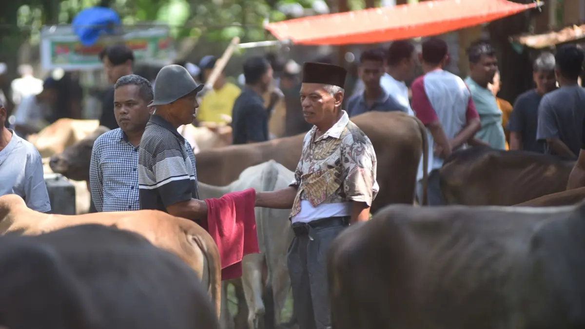 Pedagang dan pembeli ternak bernegosiasi harga menggunakan jari di balik kain di Pasar Ternak Sungaisariak, Kabupaten Padangpariaman, Rabu (20/5). Tradisi bernegosiasi harga di balik kain yang disebut “Marosok” itu masih diberlakukan pembeli dan penjual ternak di sejumlah daerah di Sumbar untuk menjaga kerahasiaan dari pihak lain khususnya saat penjualan meningkat sepekan menjelang Idul Adha. (FITRA YOGI/ANTARA FOTO)
