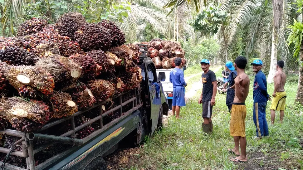 Serikat Petani Indonesia mendukung kebijakan ekspor sawit satu pintu melalui BUMN dan meminta pemerintah menjaga harga TBS agar petani tidak dirugikan.