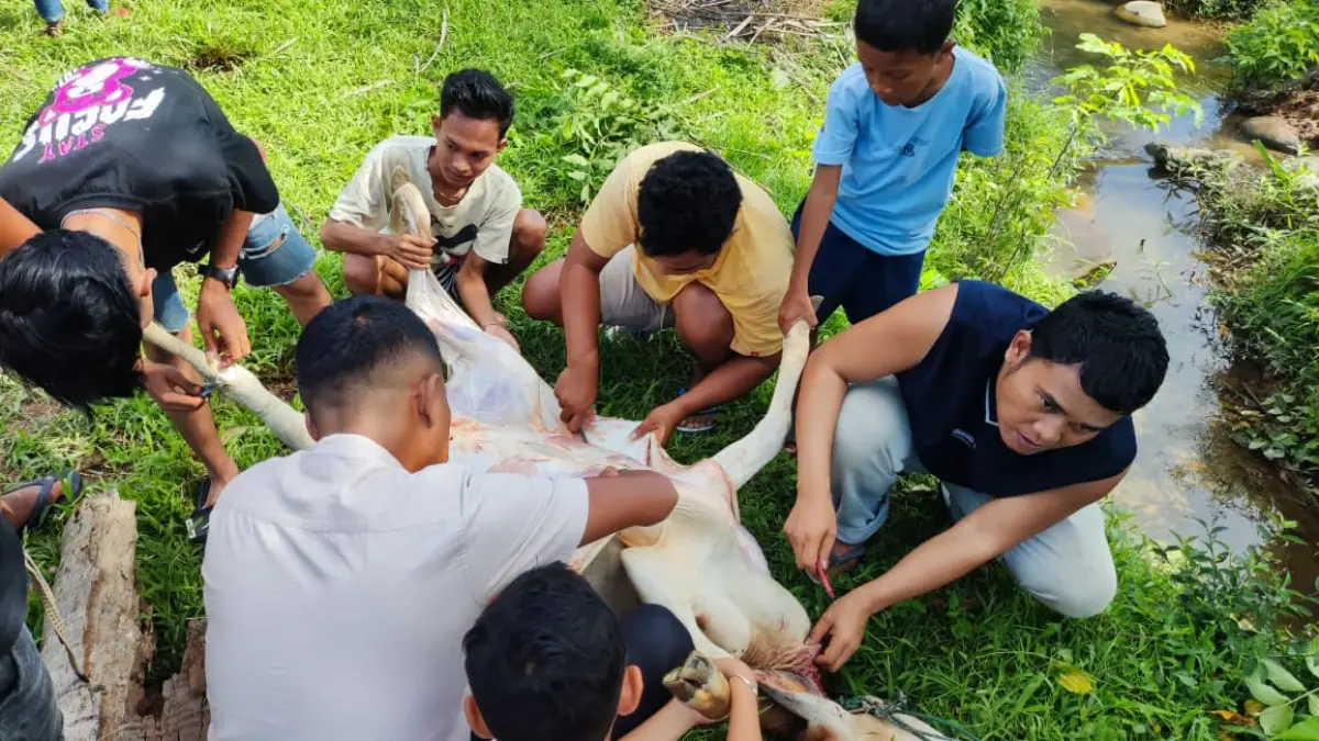 Perayaan Idul Adha 1447 H di Musala Al Ihsan Ganangan, Kelurahan Pisang, Kota Padang, diwarnai semangat gotong royong, Rabu (27/5/2026). (Randi Z/Padeks)