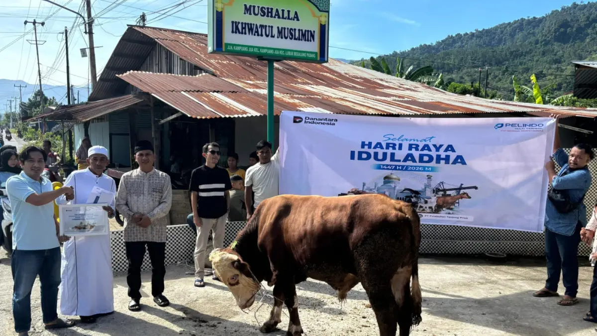 PTP Nonpetikemas Teluk Bayur salurkan sapi kurban 350 kg ke warga Kampung Jua Padang dalam program TJSL Idul Adha 1447 H.