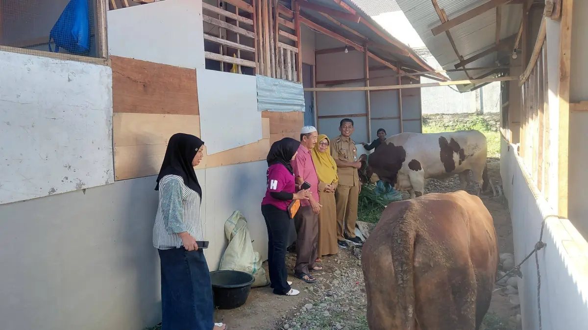Warga Huntara Mandiri Kapalo Koto, Pauh, menerima bantuan lima sapi kurban dari sejumlah donatur untuk Idul Adha 1447 H.