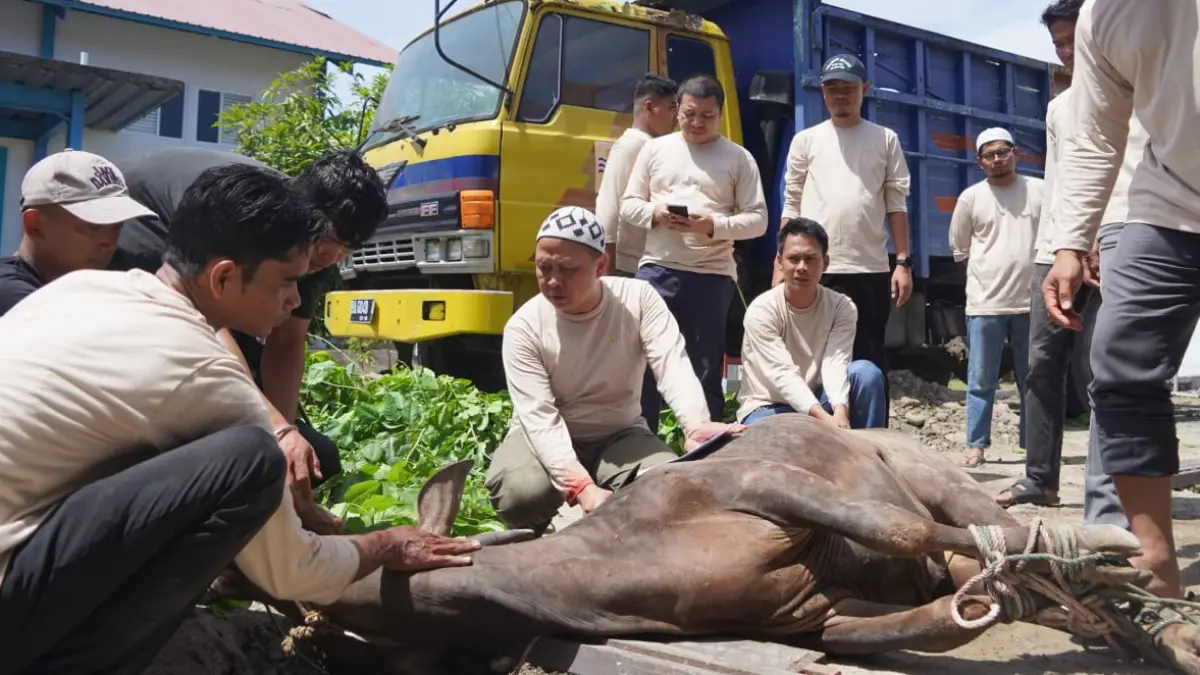 Proses penyembelihan hewan kurban dilakukan langsung oleh General Manager PLN UID Sumatera Barat, Ajrun Karim (empat kiri), yang telah mengantongi sertifikat Juleha (Juru Sembelih Halal).