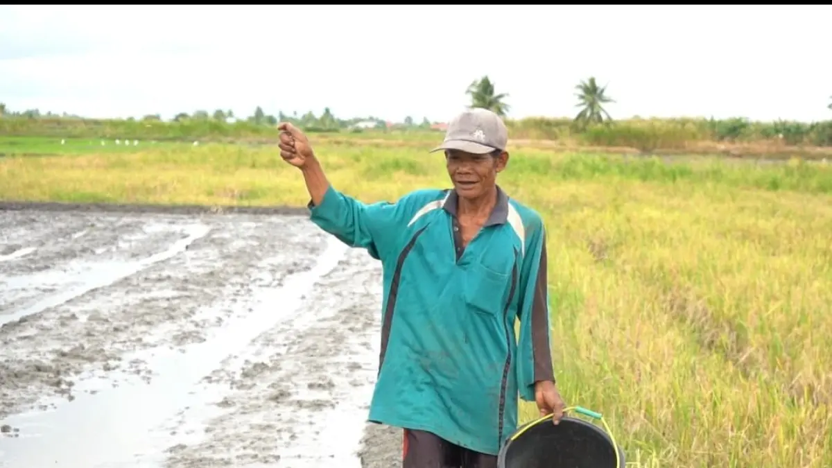 Kondisi pertanaman padi di sentra pangan Merauke yang dipantau Kementerian Pertanian.(Foto: Humas)
