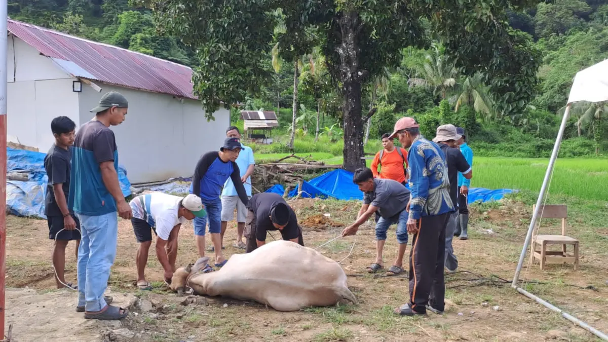 Warga penyintas banjir talang bahu membahu menyelengarakan pemotongan hewan kurban di posko talang mandiri RT 03  RW 03 Kelurahan Kapalokoto Kecamatan Pauh, Kota Padang, Kamis (28/5). 