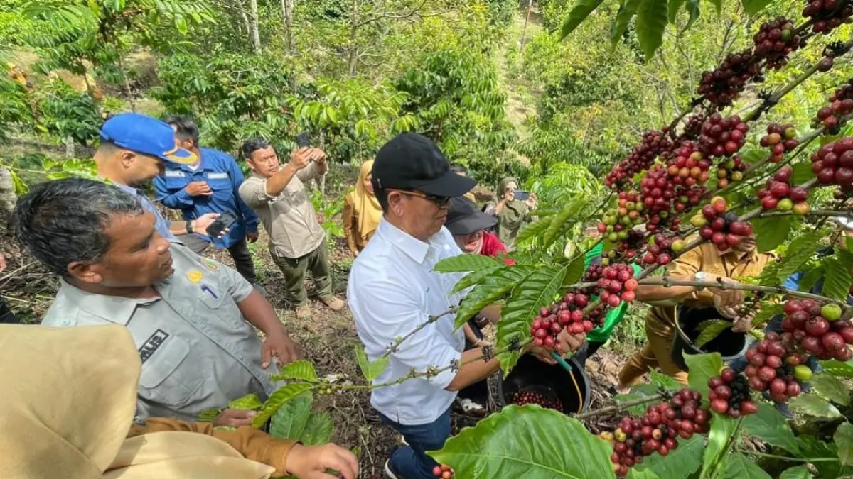 PTBA bersama Pemko Sawahlunto dan petani memanen kopi di Desa Balai Batu Sandaran, Sawahlunto.(Foto: Corcom)