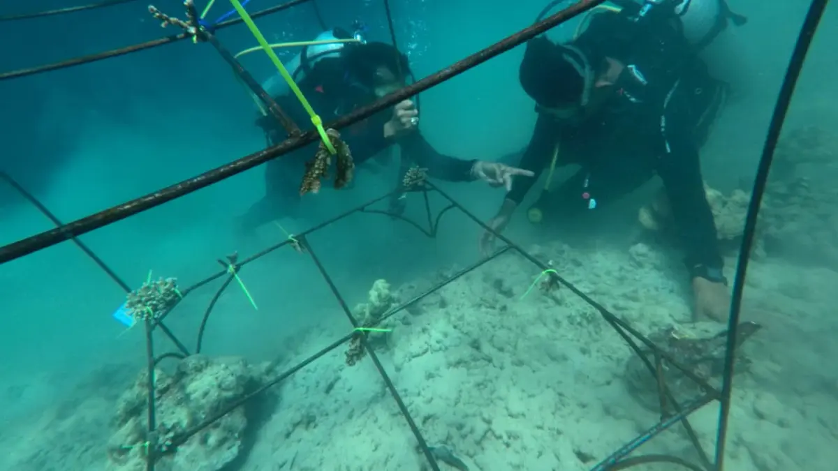 Tim Pertamina Patra Niaga IT Teluk Kabung bersama pemerintah dan masyarakat melakukan transplantasi terumbu karang menggunakan metode Artificial Reef Concrete (ARC) di perairan Pulau Pasumpahan, Kota Padang.