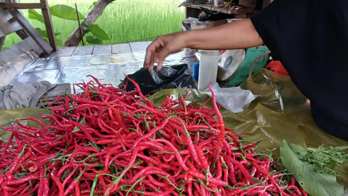 Cabai merah hasil panen petani di Padang siap dijual kepada konsumen. Kenaikan harga cabai merah kerap memicu inflasi di Sumbar. (DOKUMENTASI PRIBADI)