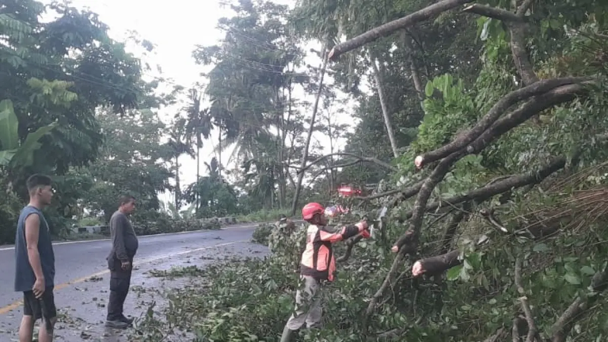 Petugas BPBD Kota Padang menangani pohon rambutan tumbang di Jalan Padang-Painan Km 17, Minggu dini hari (7/6/2026). (BPBD Padang)